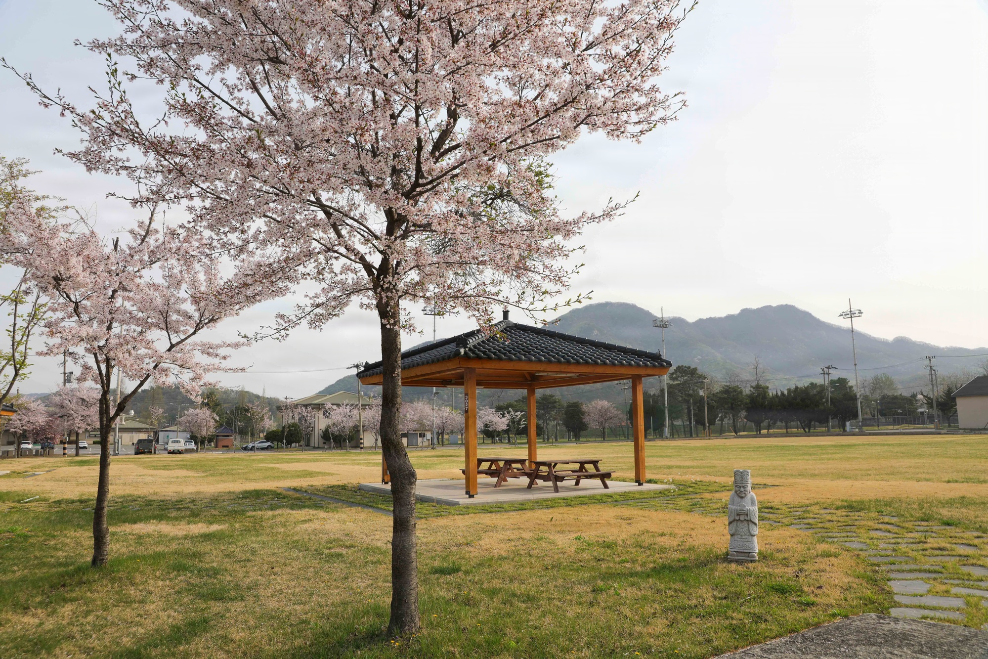 Cherry blossom trees surround an empty pavilion in a park at Camp Casey, with mountains in the background.